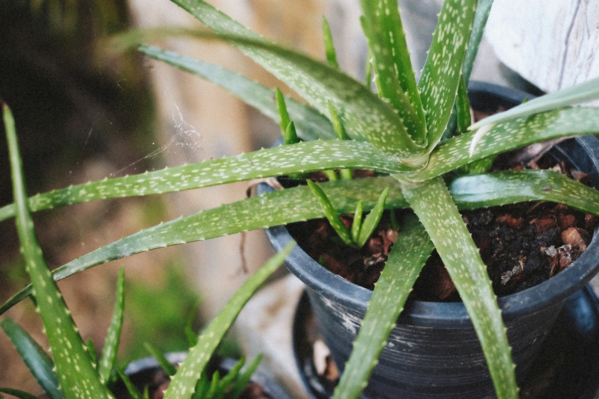 aloe vera saft gegen krebs Reiner Bio Aloe Vera Saft main image 0